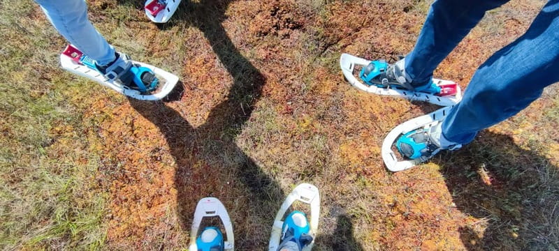 Escape from Tallinn Hike, Swim, Forage & Cuddle Sled Dogs - Scenic Train Ride from Tallinn to Aegviidu