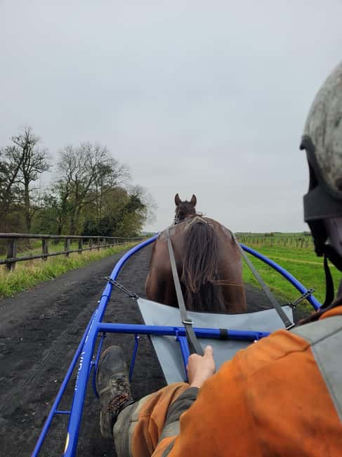Escarmain: Tandem sulky ride to discover the world of racing - Immersive Horse Care and Handling in a Forest Setting