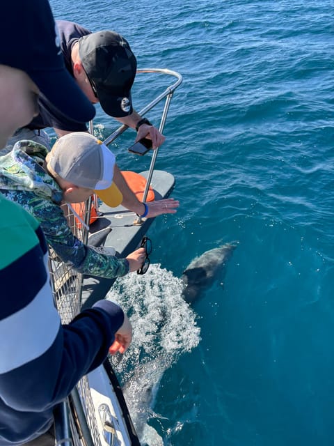 Estepona: Dolphins Searching Sea Cruise with Drink & Snacks - The Departure Point at LaMartingala Estepona