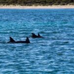 Estepona: Private sailing trip ideal for groups of up to 10 people. - Starting at Estepona Marina for an Authentic Seafaring Experience