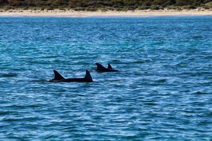 Estepona: Private sailing trip ideal for groups of up to 10 people. - Starting at Estepona Marina for an Authentic Seafaring Experience