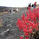 Etna Morning Trip - Exploring the Trail to 2000 Meters with a Knowledgeable Guide