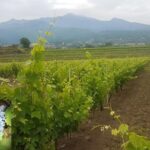 Etna trekking and wine tasting - Convenient Pickup and Drop-off from Catania