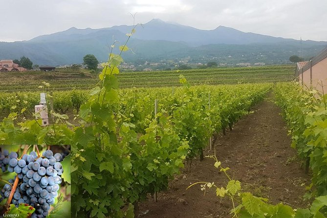 Etna trekking and wine tasting - Convenient Pickup and Drop-off from Catania