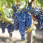 Etna Wineries Tour - Mount Etna’s Volcanic Landscape and the Farm in Zafferana Etnea