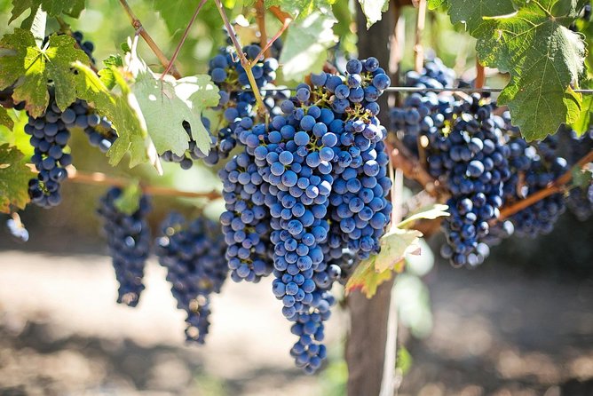 Etna Wineries Tour - Mount Etna’s Volcanic Landscape and the Farm in Zafferana Etnea