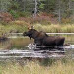 Evening Wildlife Safari Stockholm - Forest Hike at Lundby parstuga: Understanding Animal Habitats