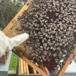 Évora or Montemor: Beekeeping Guided Tour with Honey Tasting - The Location: Starting at a Local Apiary in Évora or Montemor