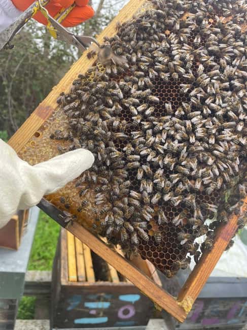 Évora or Montemor: Beekeeping Guided Tour with Honey Tasting - The Location: Starting at a Local Apiary in Évora or Montemor