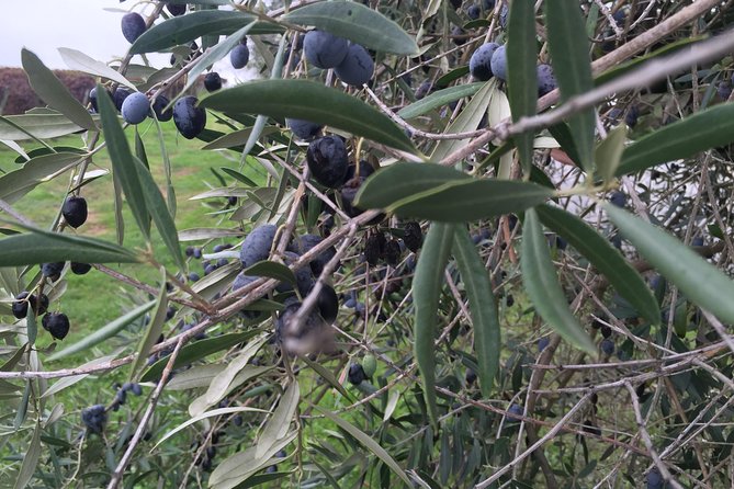 Evora Private Tour from Lisbon - Discovering Evoras Medieval and Renaissance Legacy