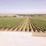 Évora town and the Olive Oil, Wine, and Cork Triangle - From Lisbon to the Historic Streets of Évora