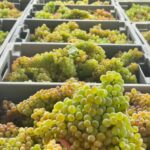 Exclusive 5-wine tasting - The Heart of the Tasting: Five Exceptional Wines