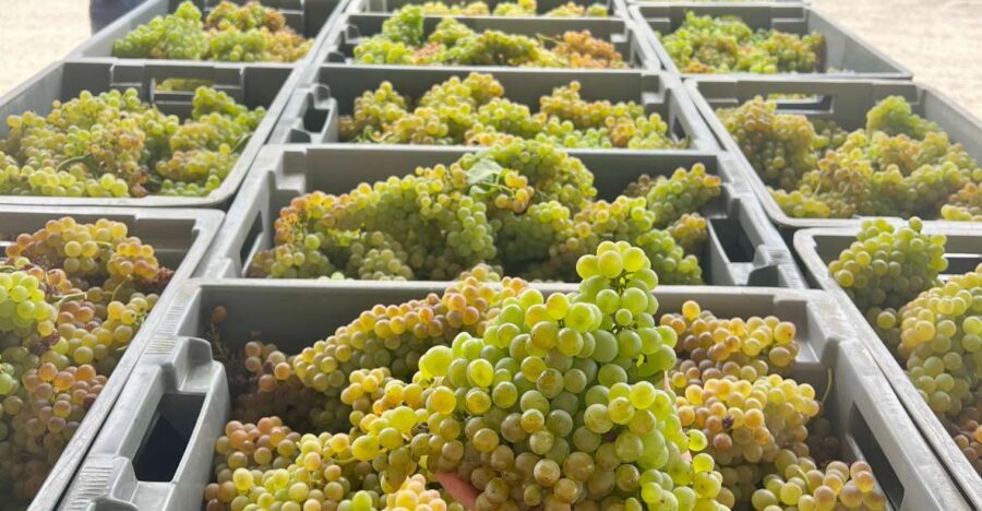 Exclusive 5-wine tasting - The Heart of the Tasting: Five Exceptional Wines