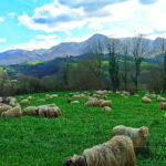 Exclusive Basque countryside - Scenic Drives Past Traditional Farmhouses and Mountain Roads