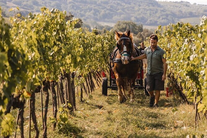 Exclusive Brunello di Montalcino tour from Florence - Departure from Florence with Convenient Pickup