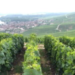 Exclusive Champagne tour: 2 family houses and restaurant - Enjoying a Gourmet 3-Course Lunch at a Local Restaurant