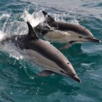 Excursion to Gibraltar with Dolphin Watching from Malaga - The Gibraltar City Center Experience