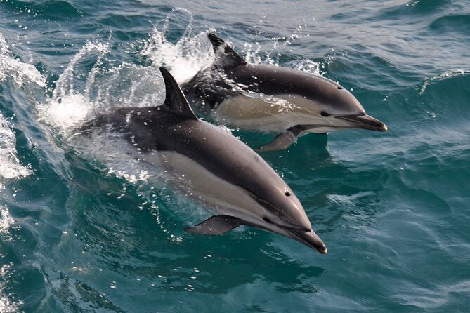 Excursion to Gibraltar with Dolphin Watching from Malaga - The Gibraltar City Center Experience