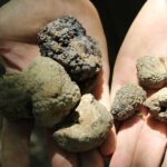 Experience Tuscan Truffle Hunting with Wine and Lunch - The Art of Truffle Identification and Habitat