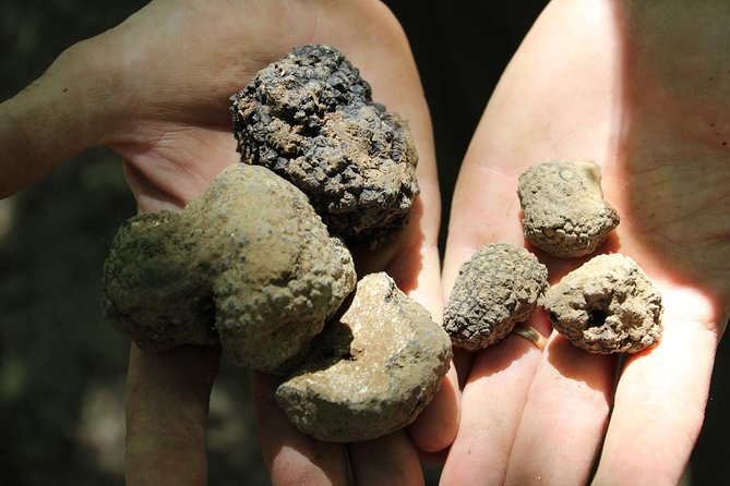 Experience Tuscan Truffle Hunting with Wine and Lunch - The Art of Truffle Identification and Habitat