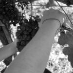 Exploration Oenologique au Château Labrie St Emilion GC - What You Will See During the Tour