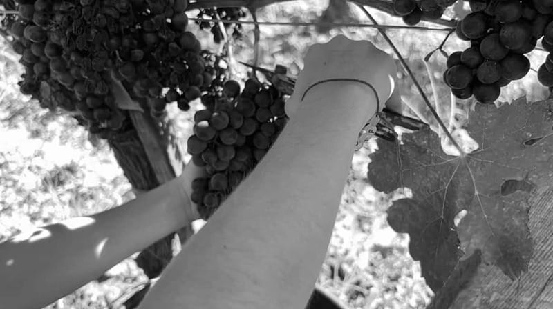 Exploration Oenologique au Château Labrie St Emilion GC - What You Will See During the Tour