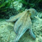 Explore Costa Brava & Tossa de Mar Coastal Trails, Snorkel & Meal - Hassle-Free Transfers from Barcelona to Costa Brava