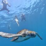 Explore Tenerife with the Snorkel Kit - Discover Tenerife’s Marine Hotspots and Coveted Beaches