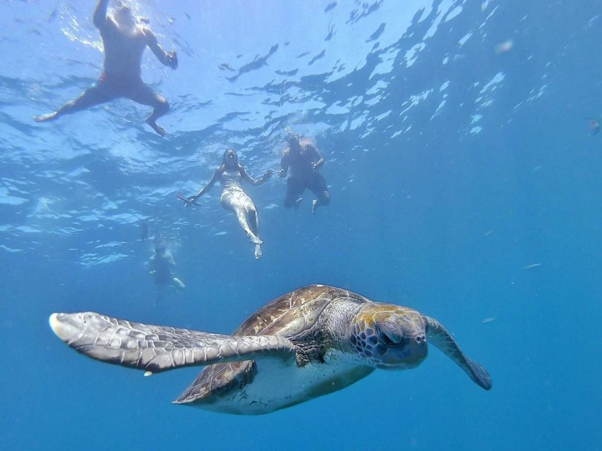 Explore Tenerife with the Snorkel Kit - Discover Tenerife’s Marine Hotspots and Coveted Beaches