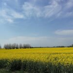 Explore the Instaworthy Spots of Malmö with a Local - Castle Mill: A Historical Landmark with Photogenic Charm