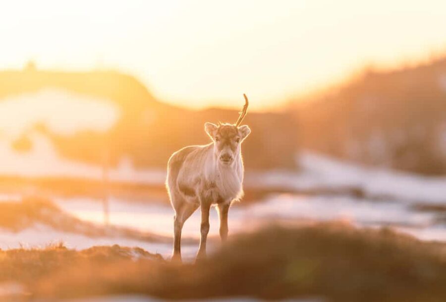 Explore the Norwegian Fjords and the Wildlife from Abisko. - Wildlife Encounters in the Arctic Landscape