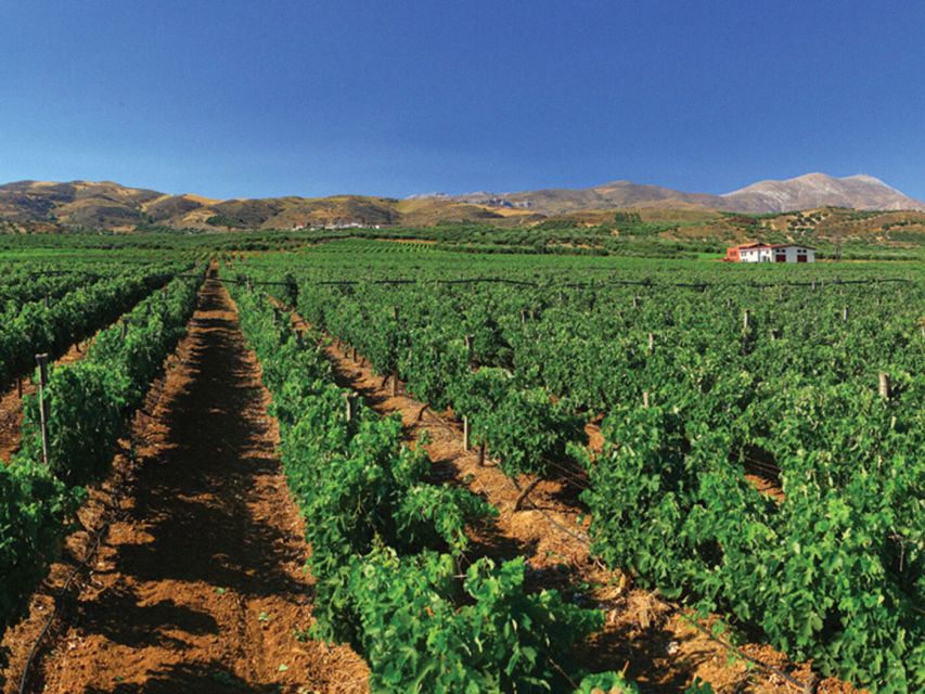 Explore the Secrets of Wine and Olives in Rethymno - Scenic Drives and Off-road Adventures