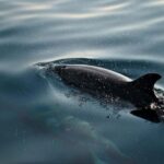 FAANA: DOLPHIN SAFARI - Starting Point at Caffe Bar Brijuni in Fazana