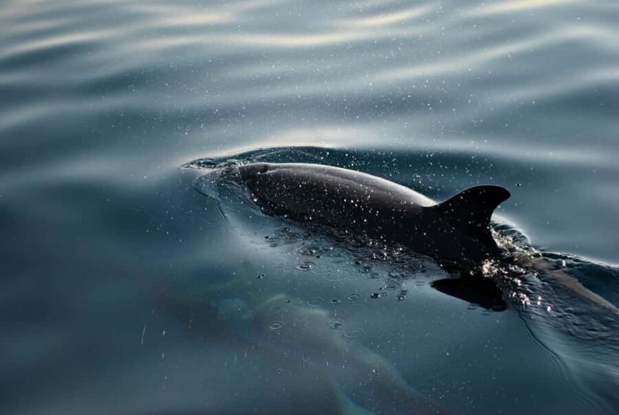 FAANA: DOLPHIN SAFARI - Starting Point at Caffe Bar Brijuni in Fazana