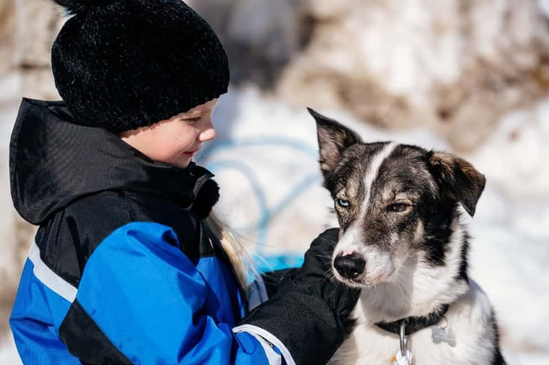 Family Snow Fun with Huskies, Reindeer, Mini Scooters, Lunch - Departure and Pickup Locations in Rovaniemi