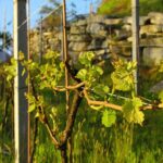 Family tasting - A little tasting - Tasting Two Wines with Local Flavors