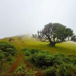 Fanal / Assobiadores - Levada Walk - The Starting Point at Paul da Serra Plateau