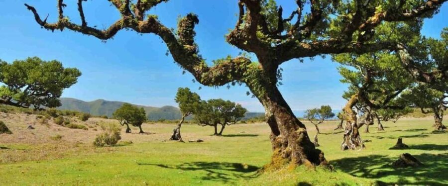Fanal Assobiadores Trail - Exploring the Vereda do Fanal: A Forest of Century-Old Trees