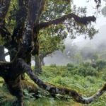 Fanal Forest Walk & Meal - The Route Through Open Views and Forest Canopies