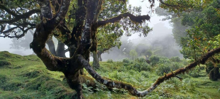 Fanal Forest Walk & Meal - The Route Through Open Views and Forest Canopies