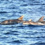 Fantastic DOLPHIN & SUNSET TOUR with dinner (Pula - NP BRIJUNI) - Starting Point at Pula Harbour with Scenic Coastal Views