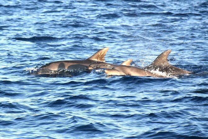 Fantastic DOLPHIN & SUNSET TOUR with dinner (Pula - NP BRIJUNI) - Starting Point at Pula Harbour with Scenic Coastal Views
