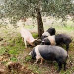 Farm Tour: the Cinta Senese Tuscan pig - Tasting the Finest: The Organoleptic Properties of Cinta Senese Meat