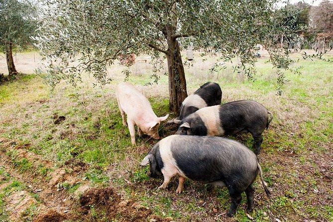 Farm Tour: the Cinta Senese Tuscan pig - Tasting the Finest: The Organoleptic Properties of Cinta Senese Meat