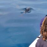 Faro: Dolphin and Wildlife Watching in the Atlantic Ocean - Cruising Through Ria Formosa to the Atlantic Ocean