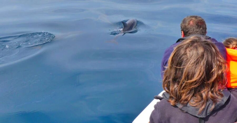 Faro: Dolphin and Wildlife Watching in the Atlantic Ocean - Cruising Through Ria Formosa to the Atlantic Ocean
