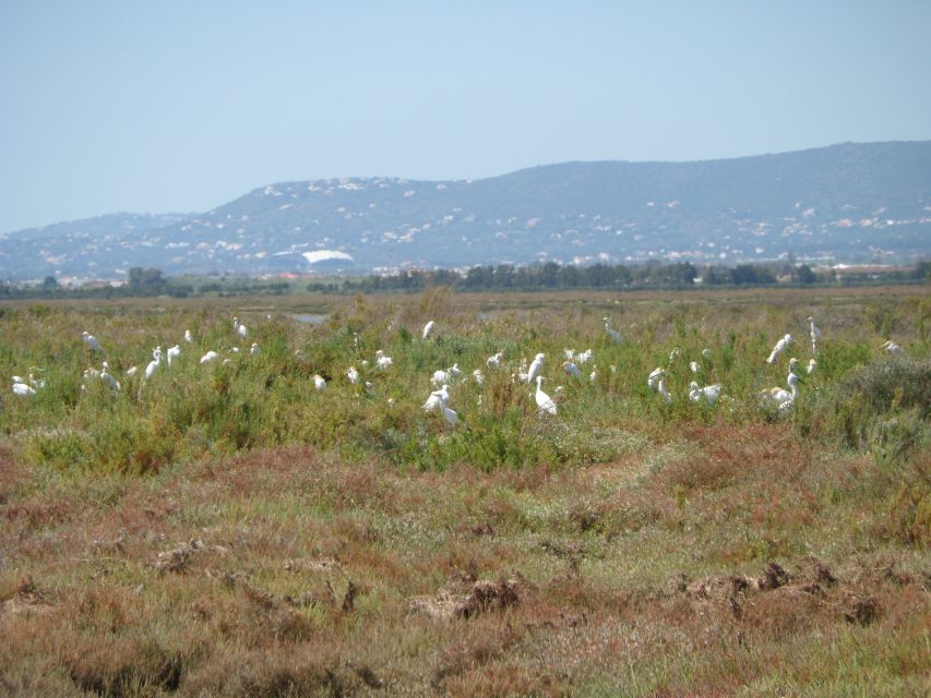 Faro: Eco-Friendly Ria Formosa Bird Watching in Solar Boat - Top Bird Species Seen on the Tour