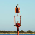 Faro: Pudim Real Boat Tours 6h guided boat tour Ria Formosa - Exploring the Natural Beauty of Ria Formosa