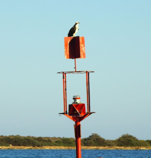 Faro: Pudim Real Boat Tours 6h guided boat tour Ria Formosa - Exploring the Natural Beauty of Ria Formosa