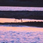 Faro: Ria Formosa Sunset Boat Tour - Starting Point and Meeting Logistics in Faro